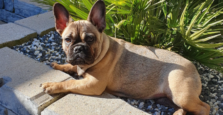 Help onze Franse Bulldog voor haar knieoperatie 🙏