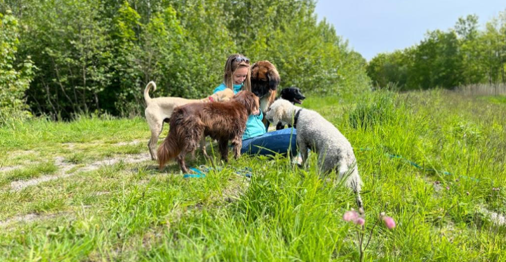 Help de honden, de weg op 