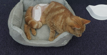 Rooie kater Sepp(3) is aangereden en brak zijn bekken en pootje.