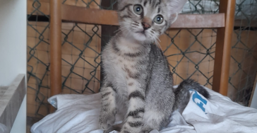 Zahlung der Arztrechnungen für Katze Flumi