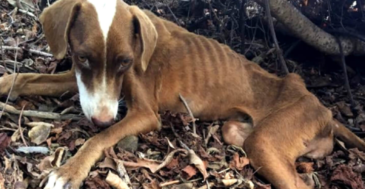 Help Haki voor een Nieuwe Stap naar Herstel