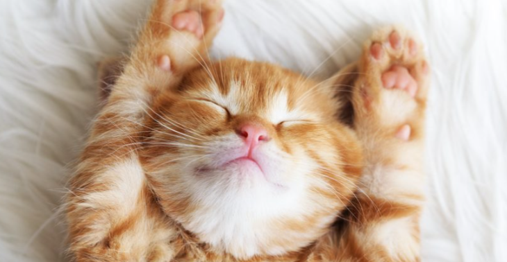 Wasmachine VZW Kittycat