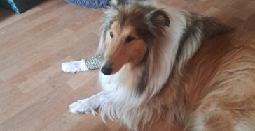 Help Scott weer pijnvrij te kunnen lopen