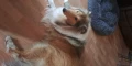 hond
