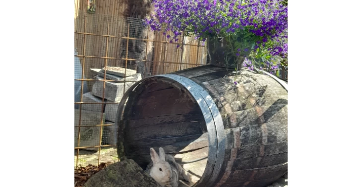 Opvang knaagdieren en gevonden dieren