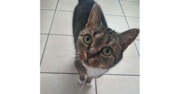 Katze Lucy brauch Hilfe