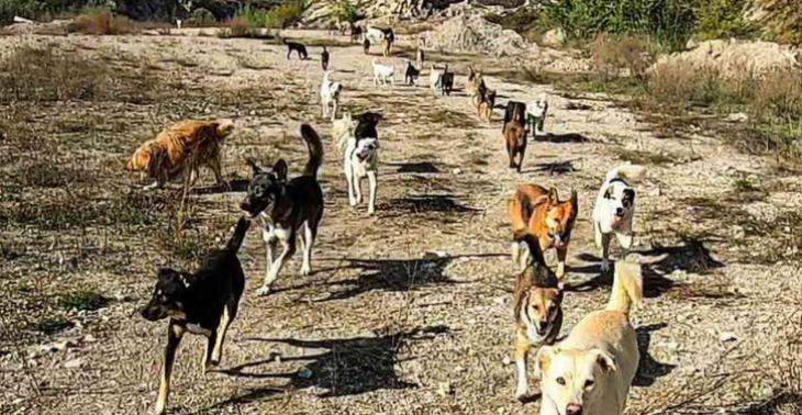 Help hondenvoer voor zwerfhonden in Bulgarije te krijgen a.u.b.