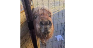 Stichting Het Blije Paard kan alle hulp gebruiken