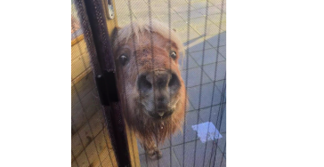 Stichting Het Blije Paard kan alle hulp gebruiken 