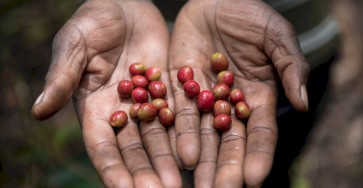 Koffie Boeren