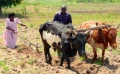 field work