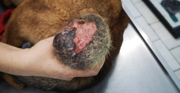 Help Artemis overleven door een operatie