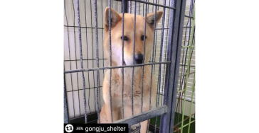 Saving Korean kill shelter dogs