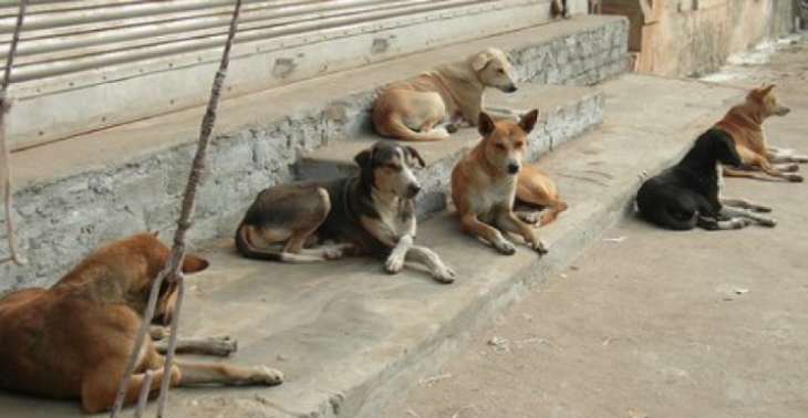 Dieren op straat in nood! 