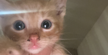 Kitten asiel inenten + ontwormen om ze een nieuwe thuis te geven