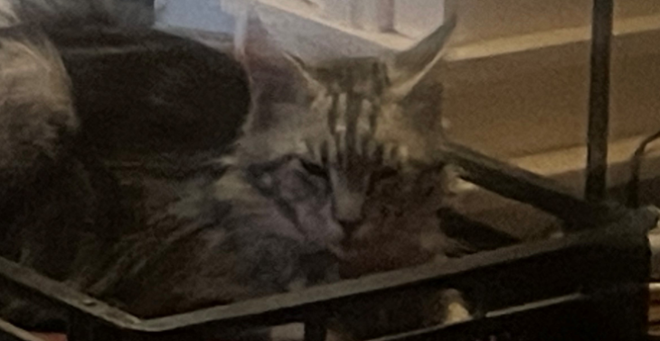 Aanrijding van onze lieve Floris (Maine Coon 2 jaar oud)