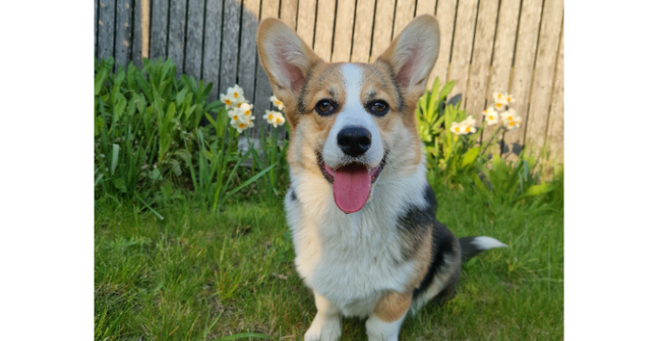 Heupdysplasie corgi