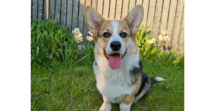 Heupdysplasie corgi