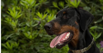 OPERATIE OLEK (dobermann)