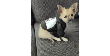 Ik Bella wil graag een pijnloze puppen leven ❤️