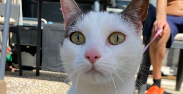 Help poes Roxy