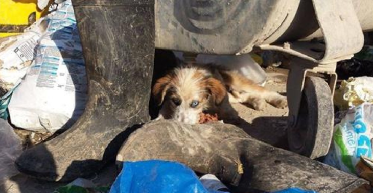 Helfen sie den vernachlässigten Hunden in Bosnien - Jede Spende hilft