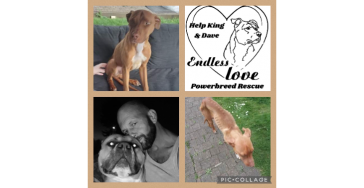 Help King en zijn soortgenoten ''powerbreeds''!