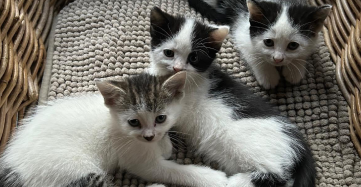 Hulp voor zwerfkittens