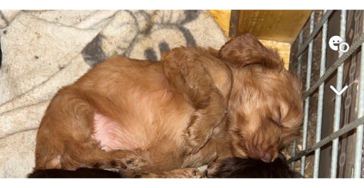 Operatie van puppy