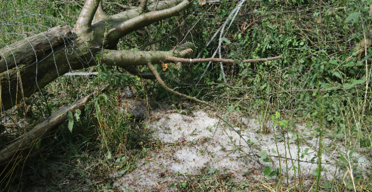 Unwetter in Almas Garten