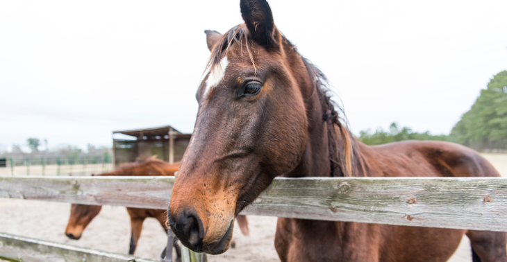 π΄ Help Onze Nobele Beschermers: Red Paarden in Nood! π