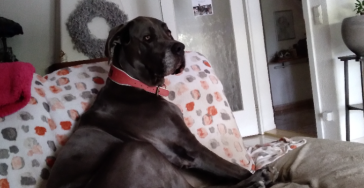 Krebserkrankung Hund