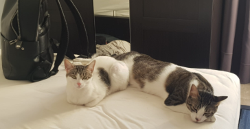 A Heartfelt Journey: Reuniting with My Rescued Cats in Portugal