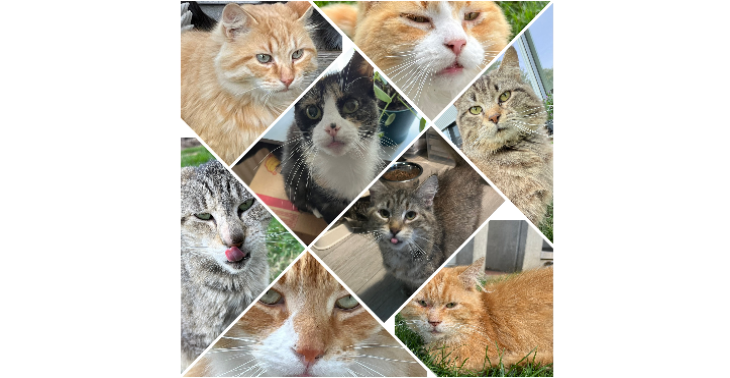 Help een lieve poezenmama