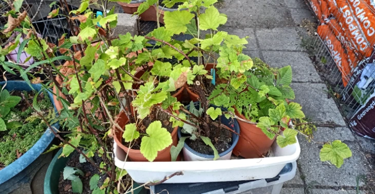Gehandiecap planten stekje Bieb route