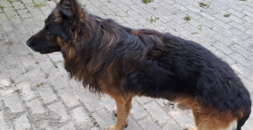 Hilfe, Spende für OP kosten eines ukrainischen Hundes