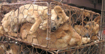 Honden vlees handel/ Dog meat trade