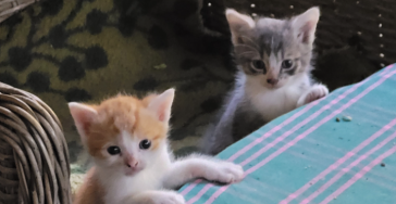 Help opvang zwerfkatten