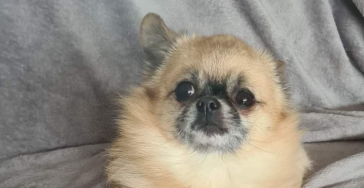 Hondje met vernauwing