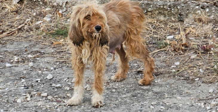 Asiel beginnen voor straathonden in Griekenland