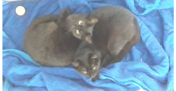 Katzenverpflegung während meiner Langzeittherapie
