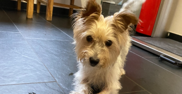 Notsituation IBD beim Hund