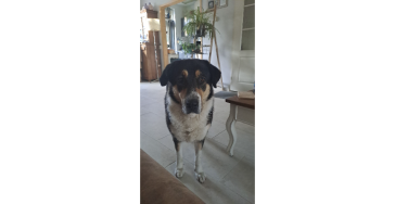 Operatie hond