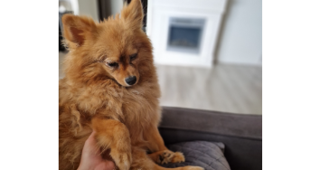 Dwergkees Zoey 4 jaar oud heeft medische hulp nodig