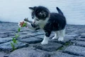 cat 2536662 1280
