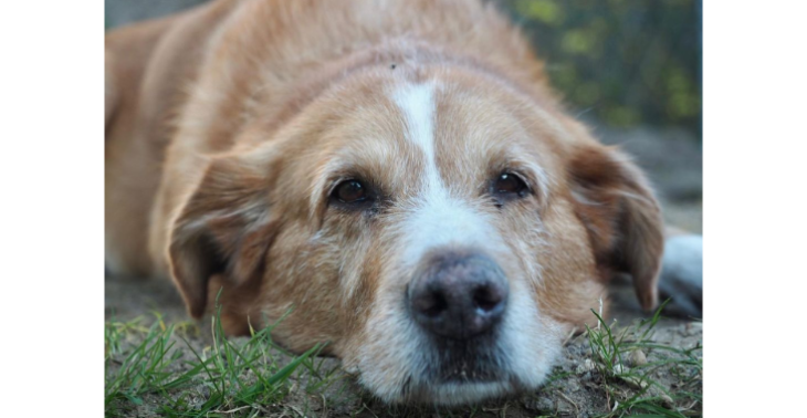 Hilfe um meinen Hund zu retten