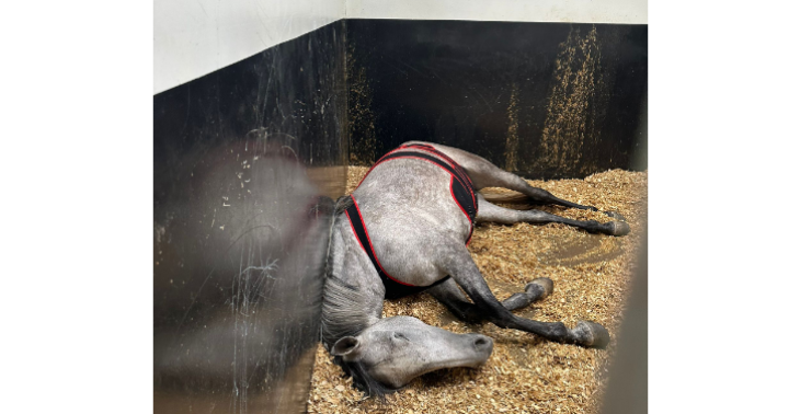 Paard Tigrys PREmare spoedopname en buikoperatie en nazorg