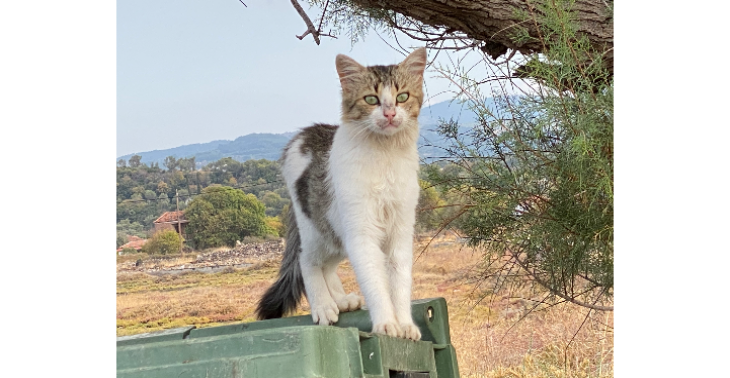 Help de zwerfkatten van Polichnitos op Lesbos 