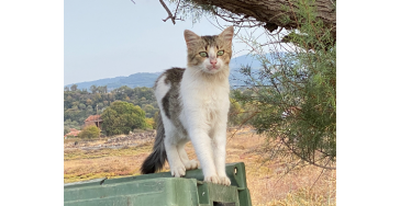 Help de zwerfkatten van Polichnitos op Lesbos
