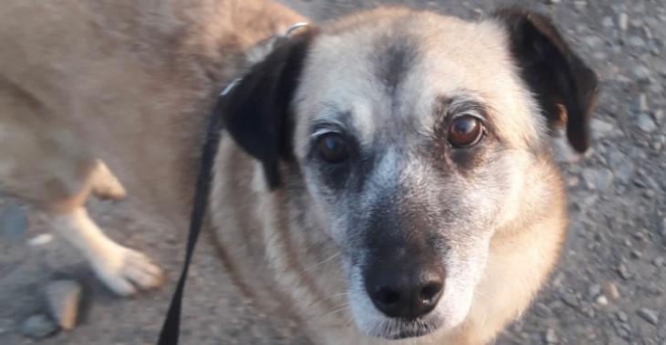 Kämpferin Bonnie sucht OP Paten